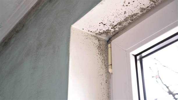 Best Industrial Mold Remediation in Beacon Hill, WA