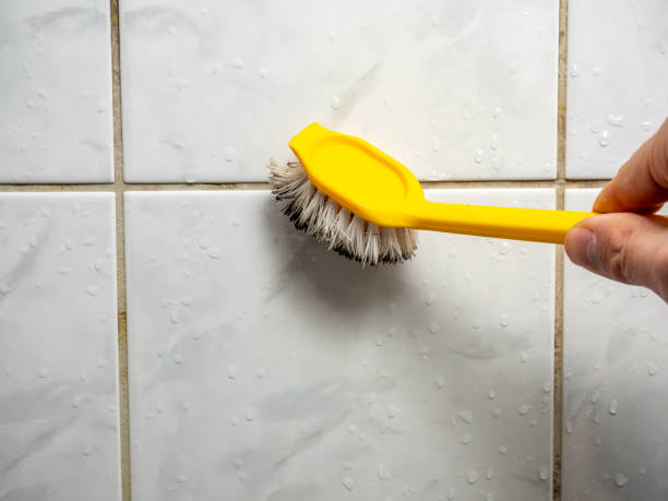 Best Preventive Mold Services in Beacon Hill, WA