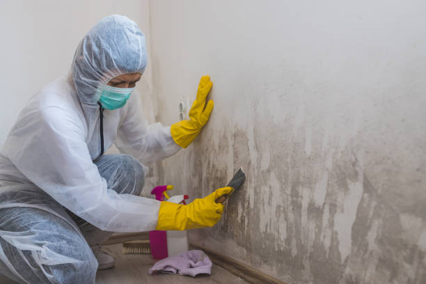 Best Post-Flood Mold Remediation in Beacon Hill, WA