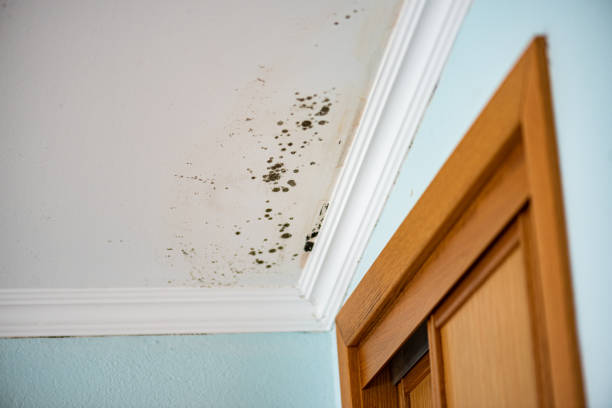 Best DIY Mold Remediation Support Services in Beacon Hill, WA