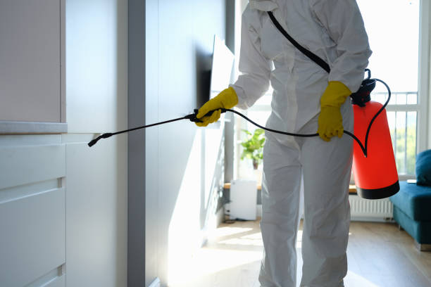 Best Kitchen Mold Remediation in Beacon Hill, WA