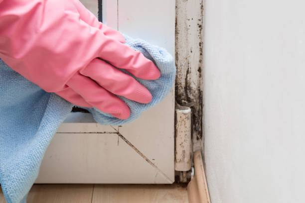 Beacon Hill, WA Mold Remediation Company